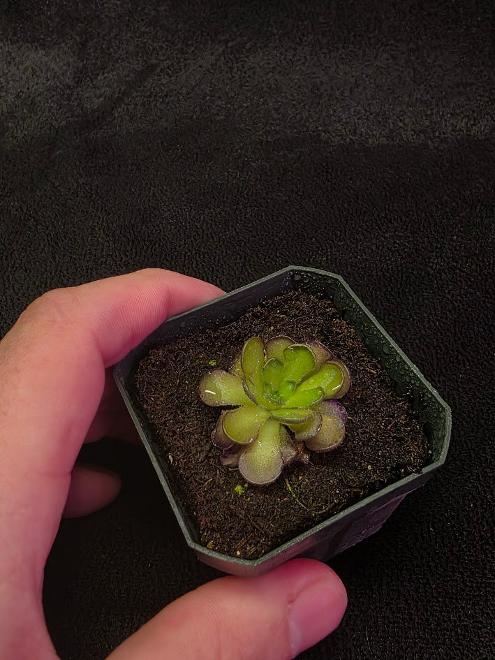 Pinguicula Cyclosecta #03