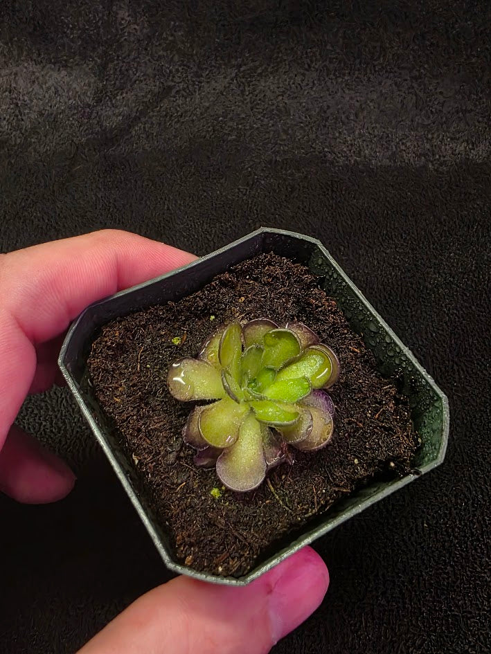 Pinguicula Cyclosecta #03