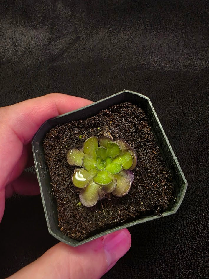 Pinguicula Cyclosecta #03