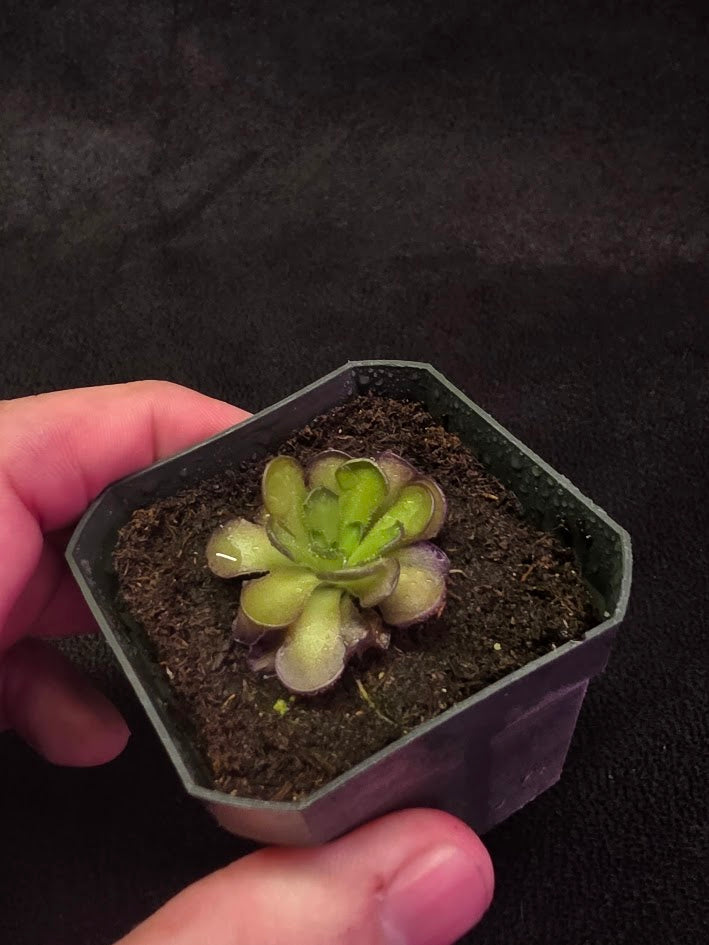 Pinguicula Cyclosecta #03