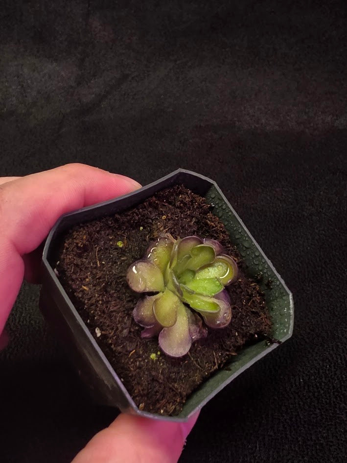 Pinguicula Cyclosecta #03