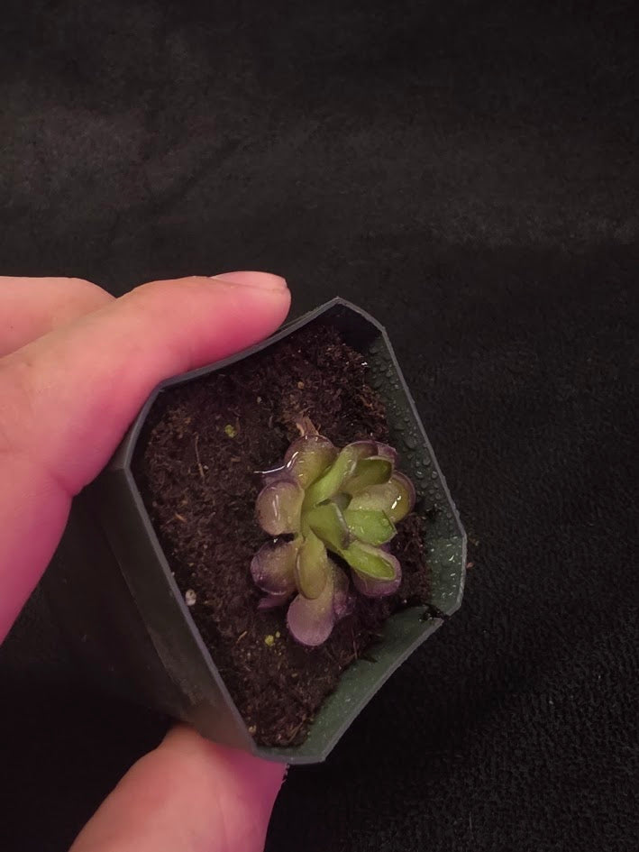 Pinguicula Cyclosecta #03