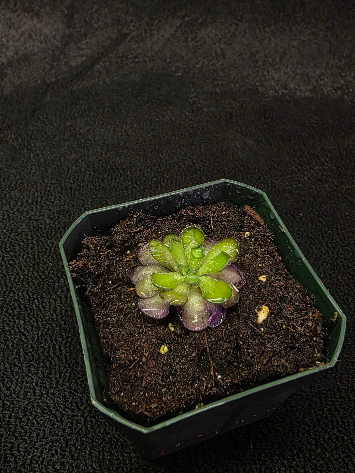Pinguicula Cyclosecta #04