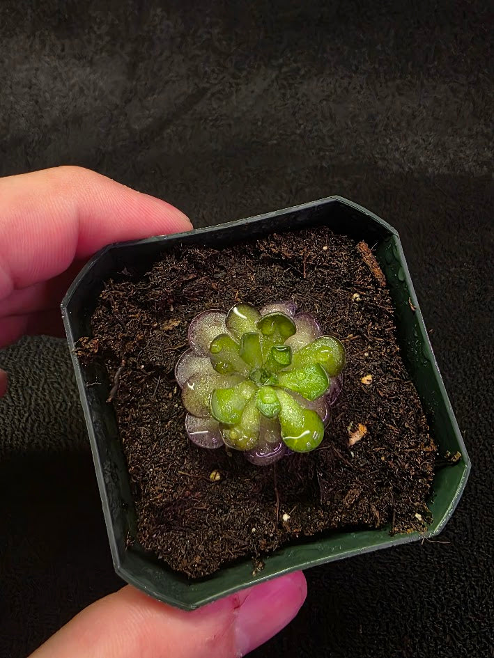 Pinguicula Cyclosecta #04