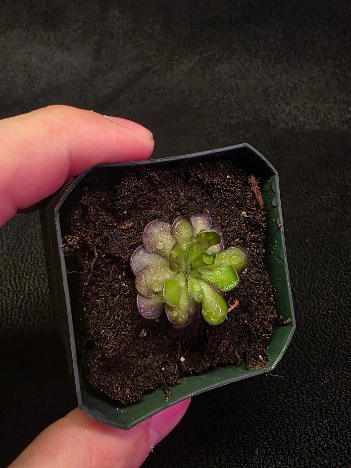Pinguicula Cyclosecta #04