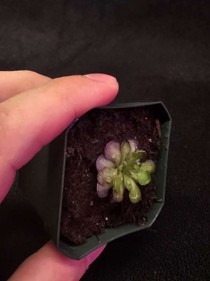 Pinguicula Cyclosecta #04