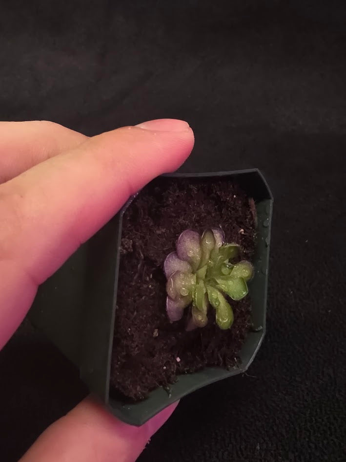 Pinguicula Cyclosecta #04
