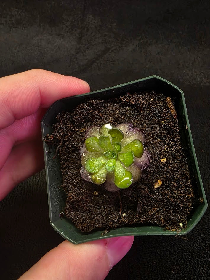 Pinguicula Cyclosecta #04