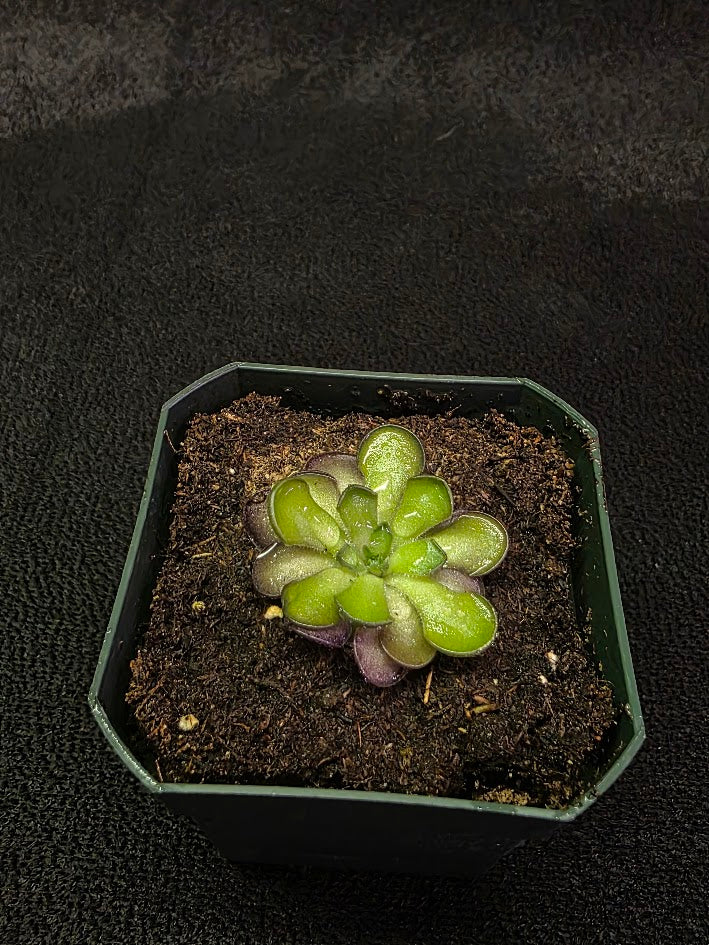 Pinguicula Cyclosecta #06