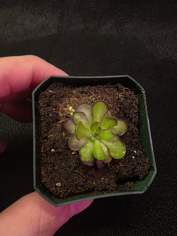 Pinguicula Cyclosecta #06