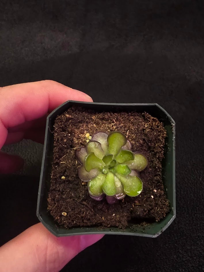Pinguicula Cyclosecta #06