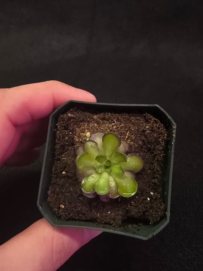 Pinguicula Cyclosecta #06