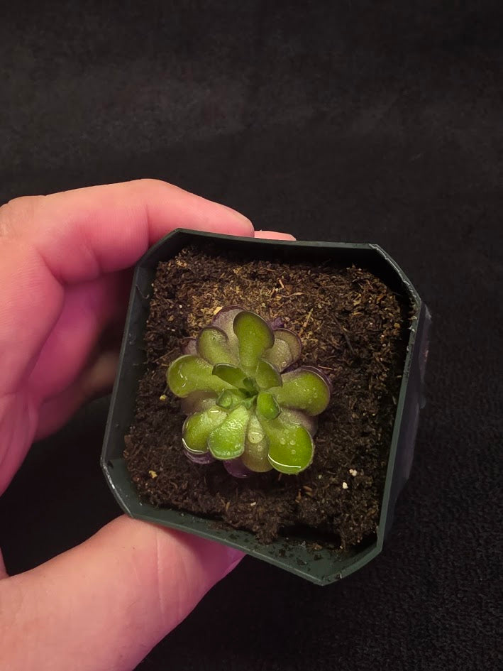 Pinguicula Cyclosecta #06