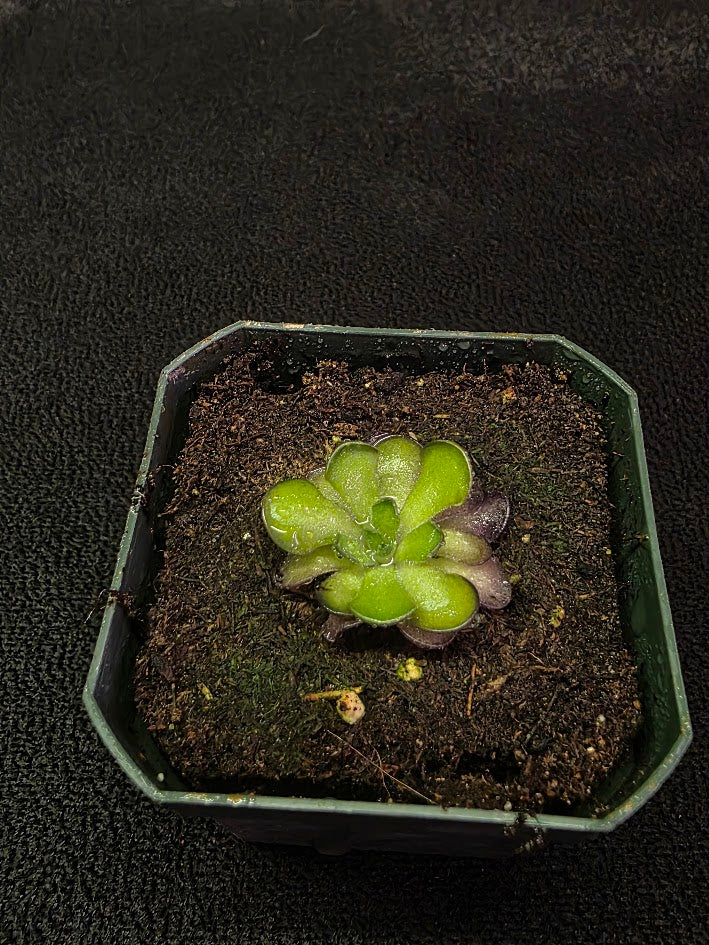 Pinguicula Cyclosecta #08