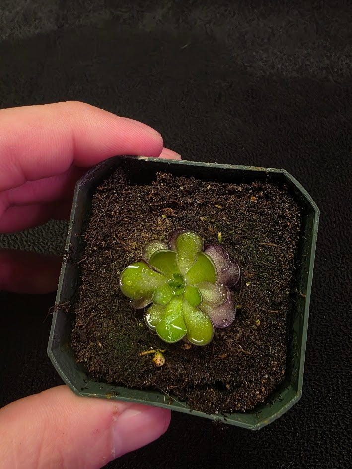 Pinguicula Cyclosecta #08