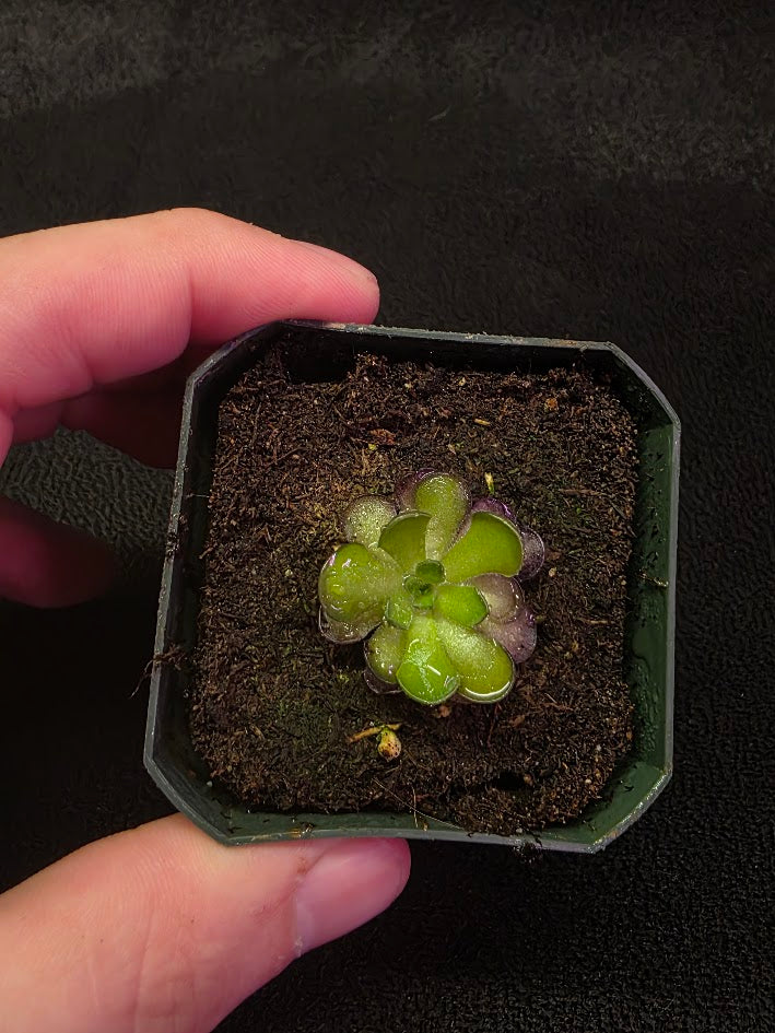 Pinguicula Cyclosecta #08