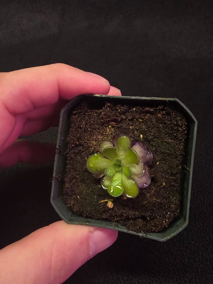 Pinguicula Cyclosecta #08