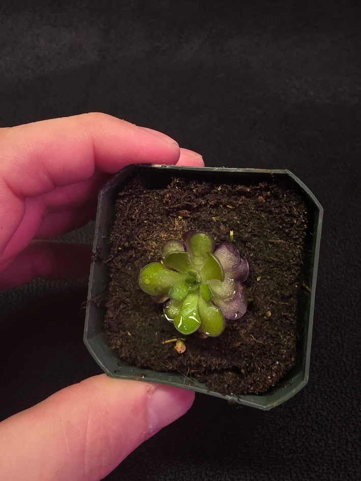 Pinguicula Cyclosecta #08