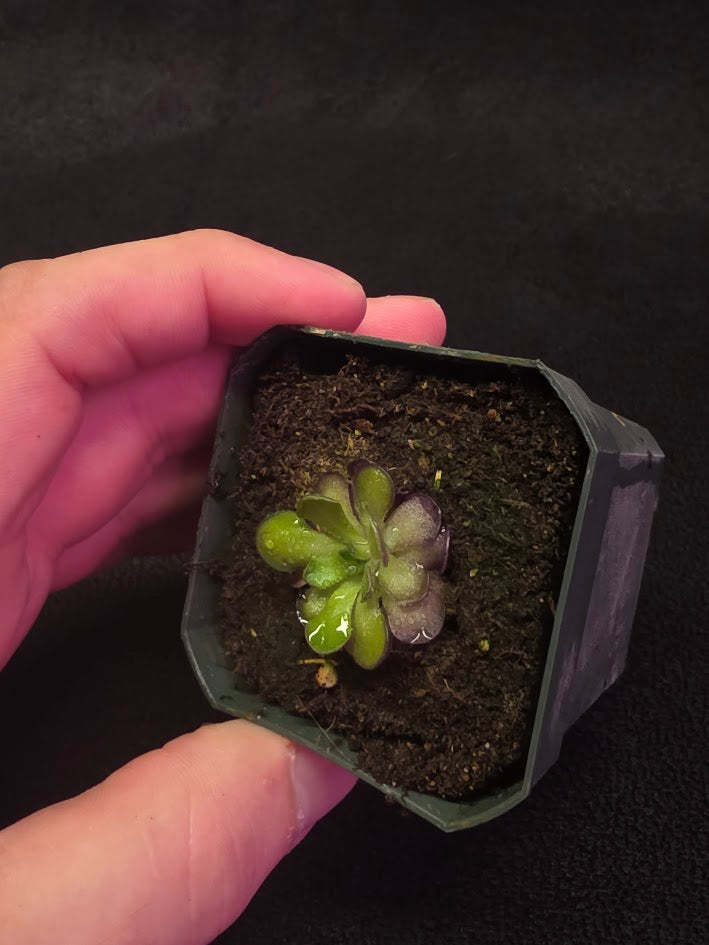 Pinguicula Cyclosecta #08