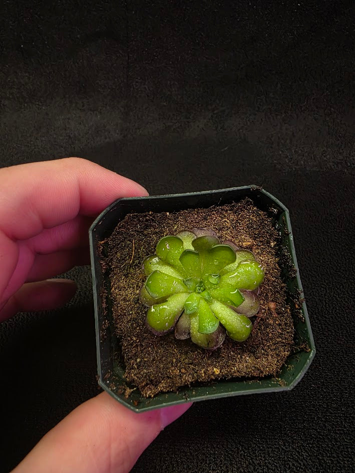 Pinguicula Cyclosecta #09