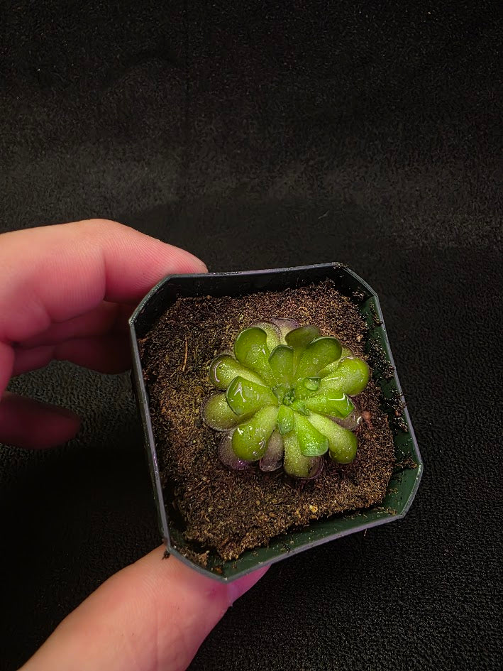 Pinguicula Cyclosecta #09