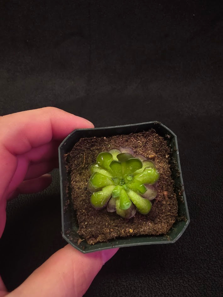 Pinguicula Cyclosecta #09