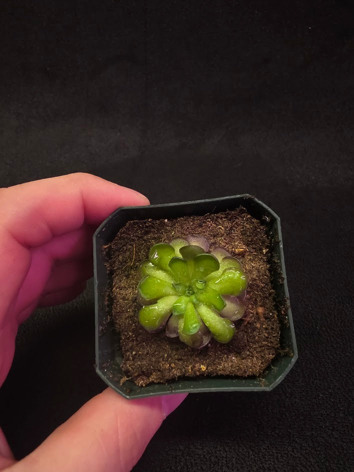 Pinguicula Cyclosecta #09