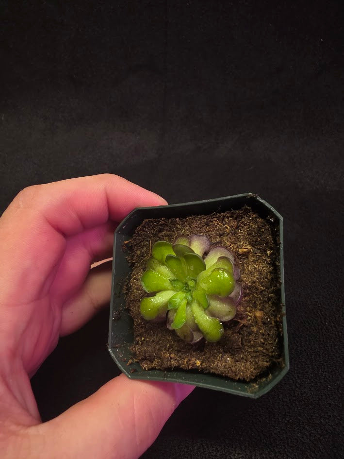 Pinguicula Cyclosecta #09