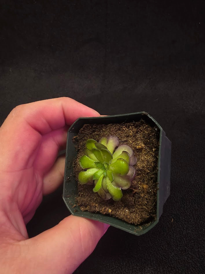 Pinguicula Cyclosecta #09