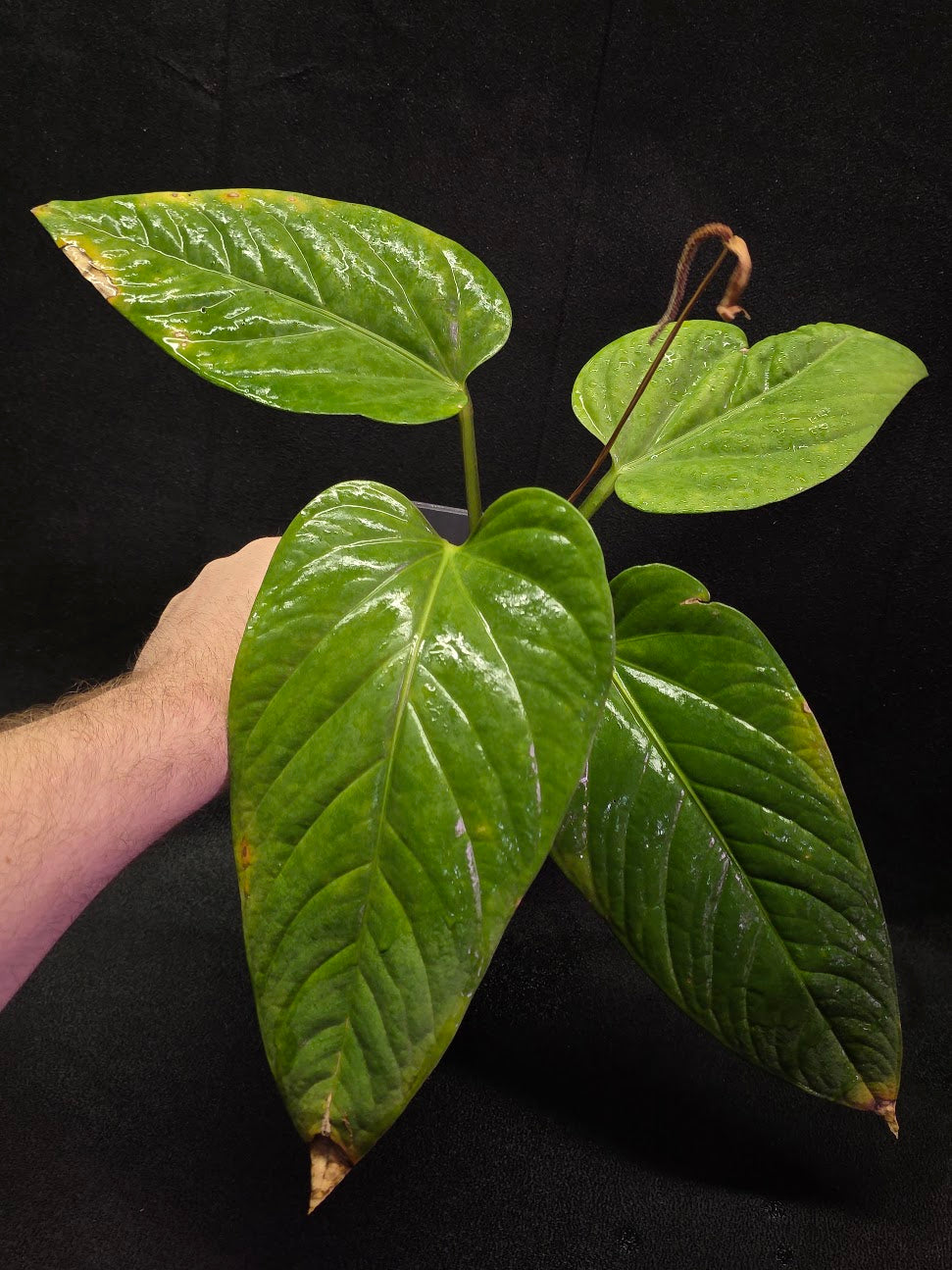 Anthurium Pulcachense #01 – YEG Exotic Plant Crowd