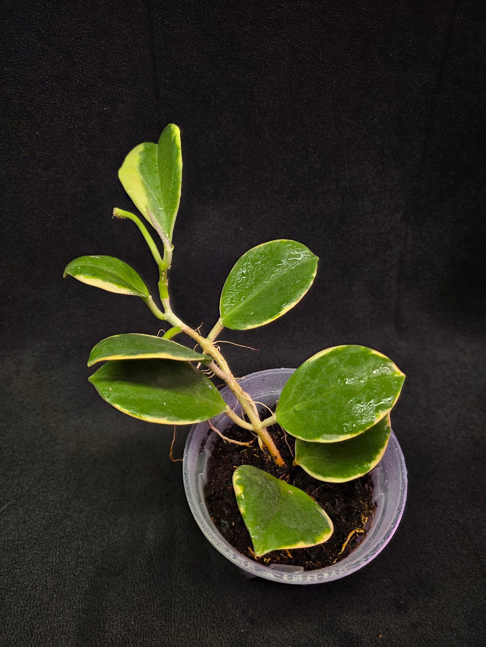 Hoya Pachyclada Albomarginata #01 – YEG Exotic Plant Crowd