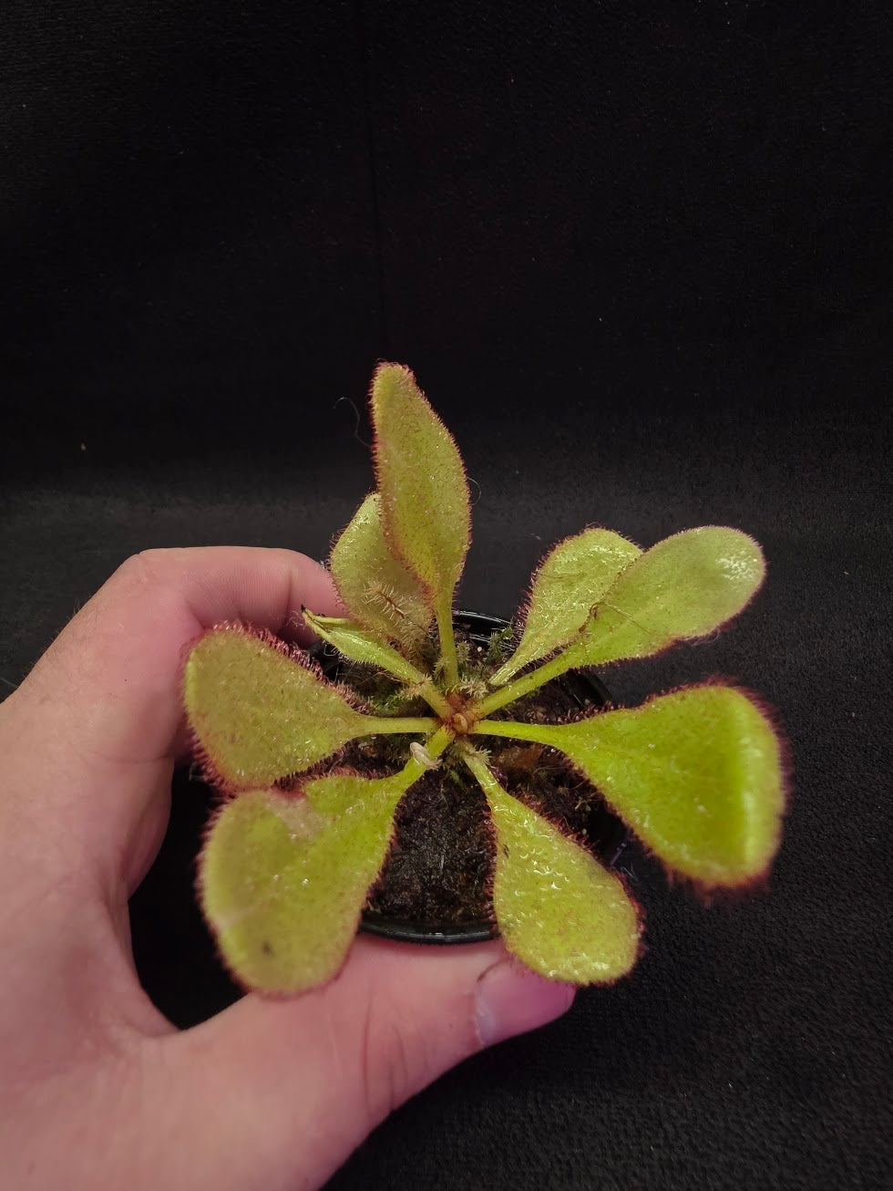 Drosera Andromeda #01 – YEG Exotic Plant Crowd