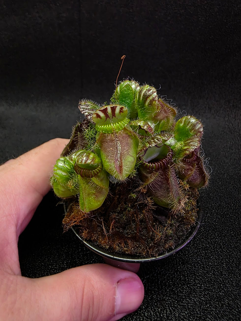 Cephalotus German Giant #06 – YEG Exotic Plant Crowd