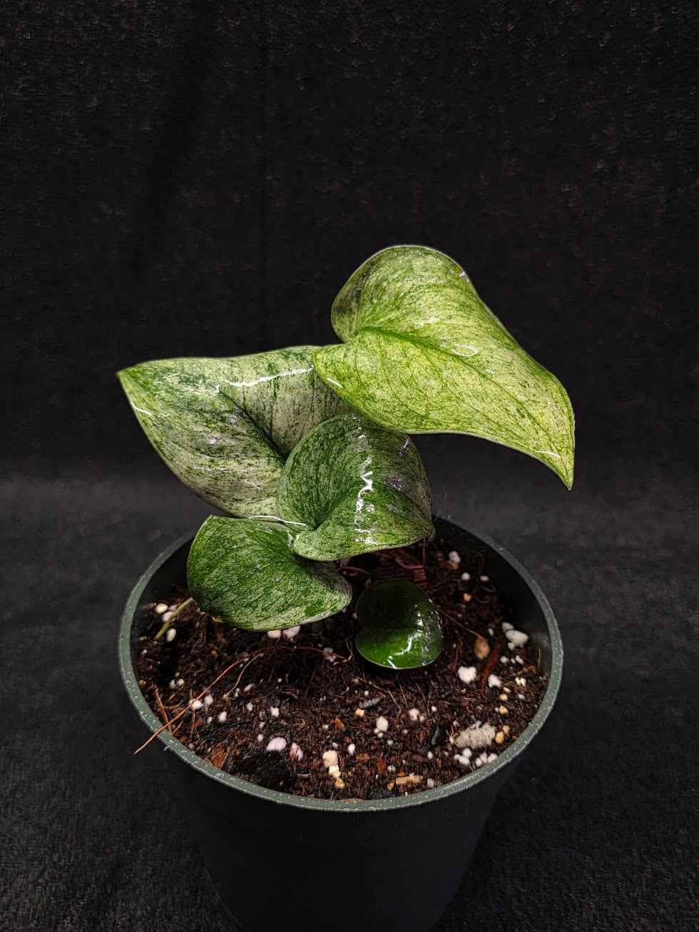 marble jade plant Scindapsus Jade Satin Marble Queen Variegated #01 – YEG Exotic Plant Crowd