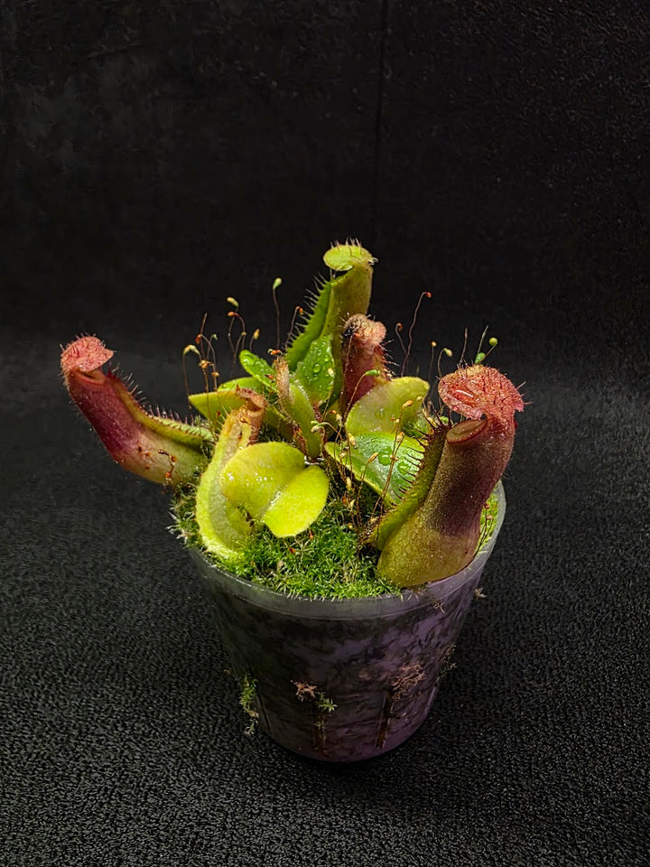 Nepenthes Truncata Red Flush F2 #09