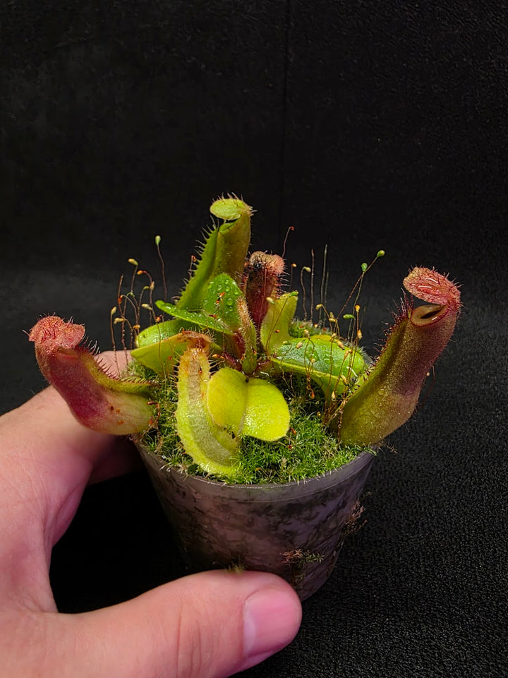 Nepenthes Truncata Red Flush F2 #09