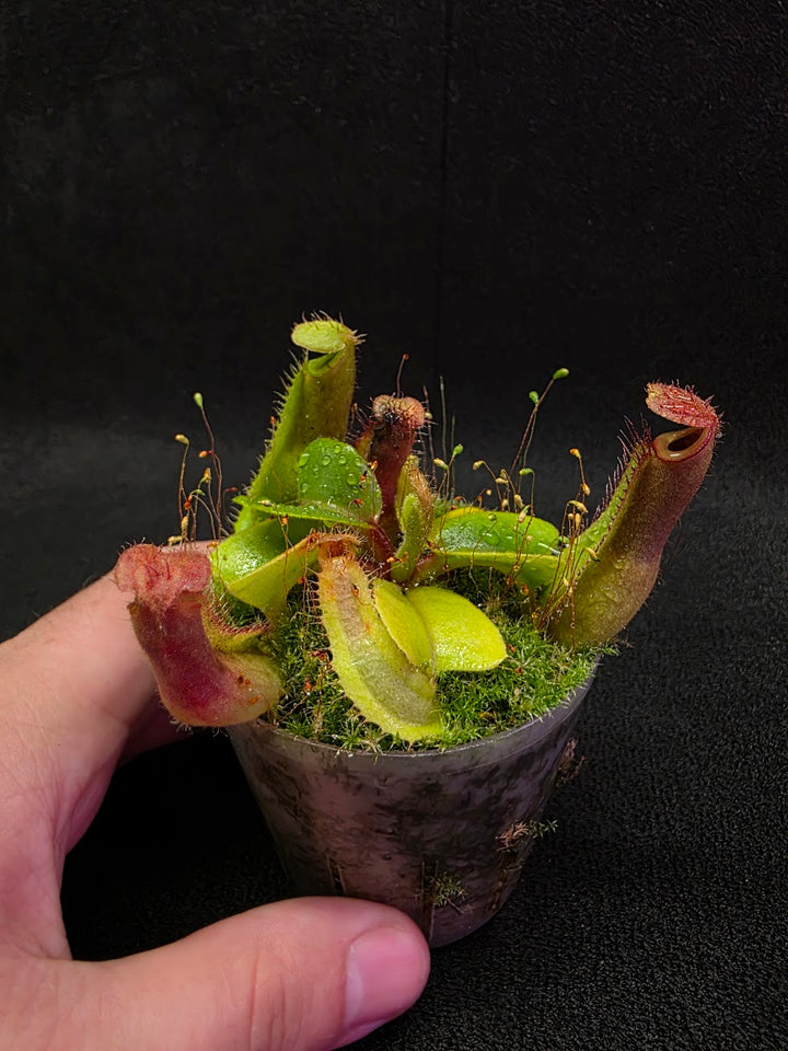 Nepenthes Truncata Red Flush F2 #09