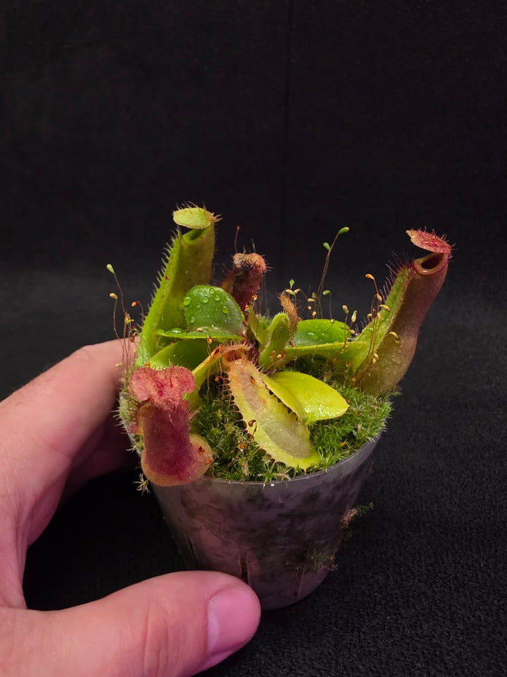Nepenthes Truncata Red Flush F2 #09