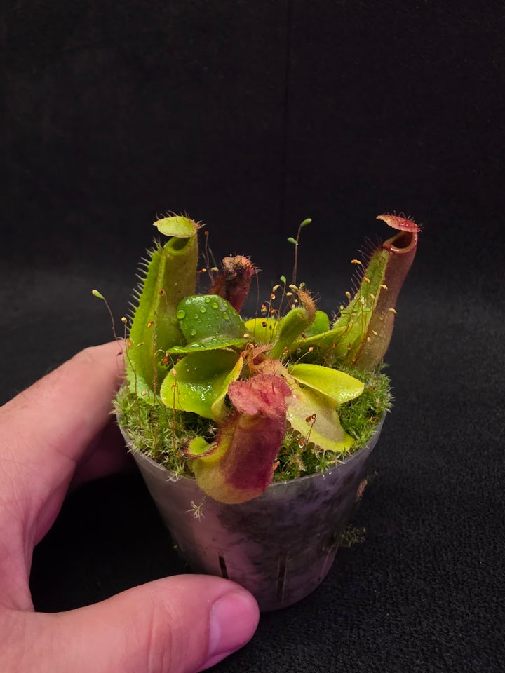 Nepenthes Truncata Red Flush F2 #09