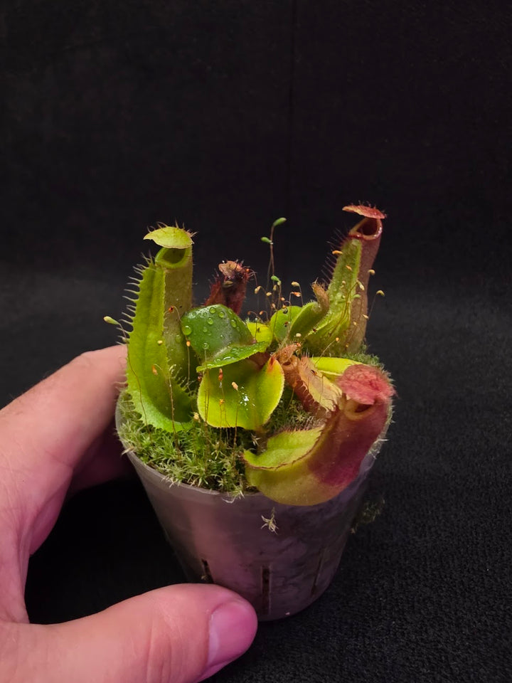 Nepenthes Truncata Red Flush F2 #09