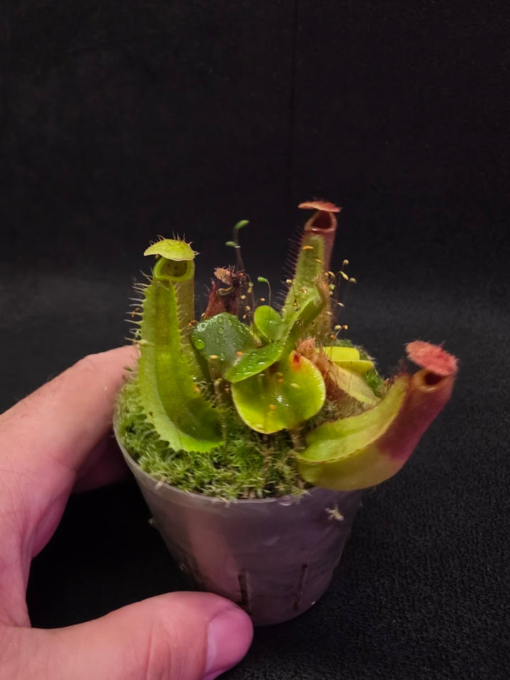 Nepenthes Truncata Red Flush F2 #09