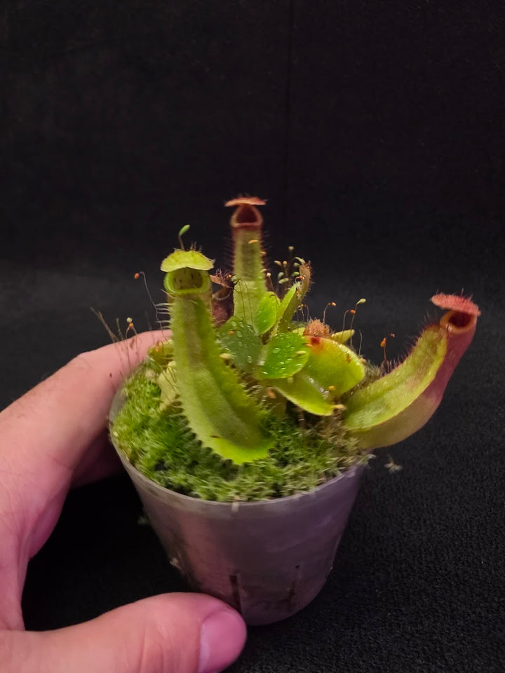 Nepenthes Truncata Red Flush F2 #09