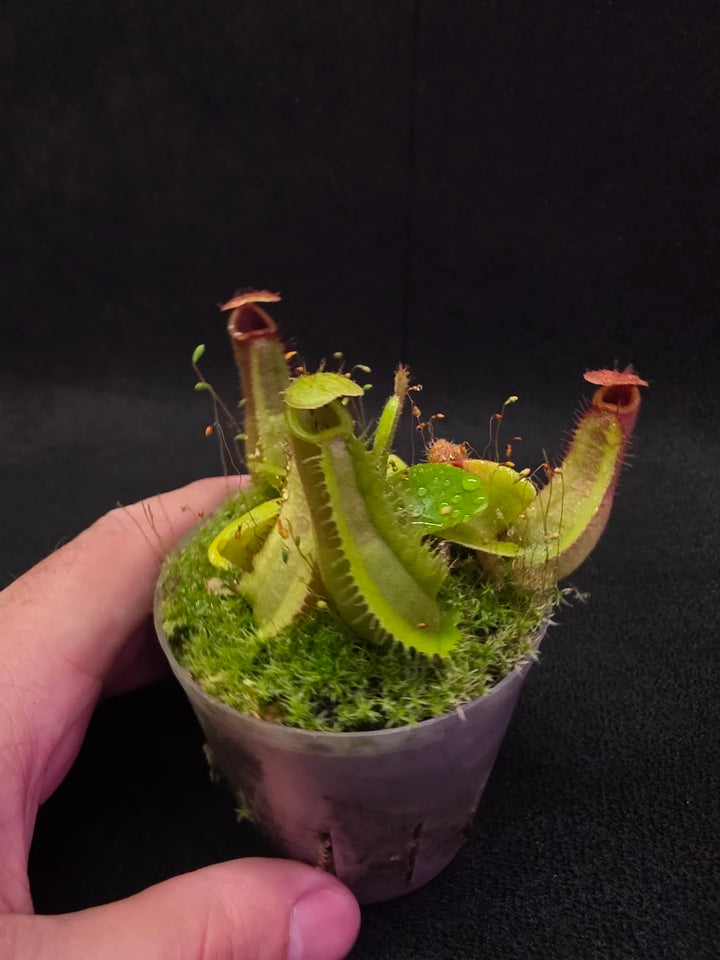 Nepenthes Truncata Red Flush F2 #09
