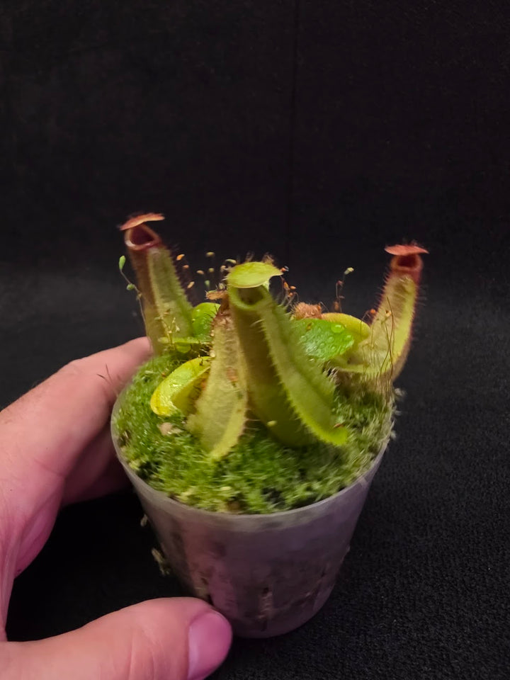 Nepenthes Truncata Red Flush F2 #09
