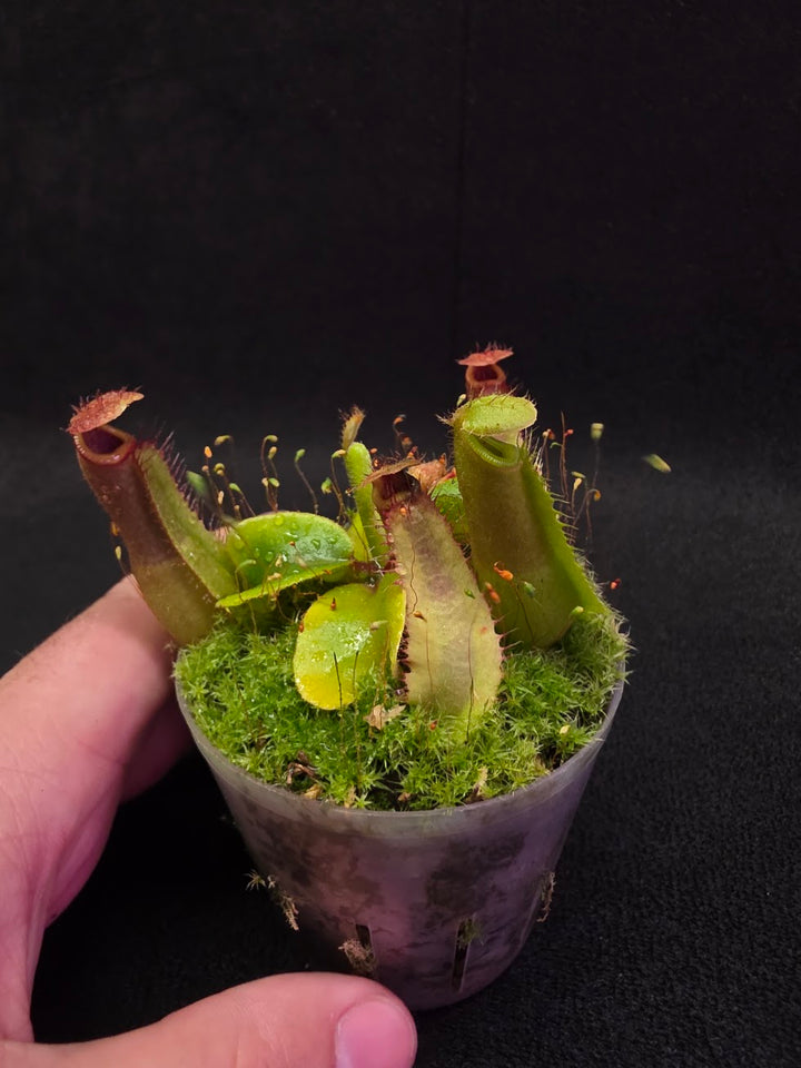 Nepenthes Truncata Red Flush F2 #09