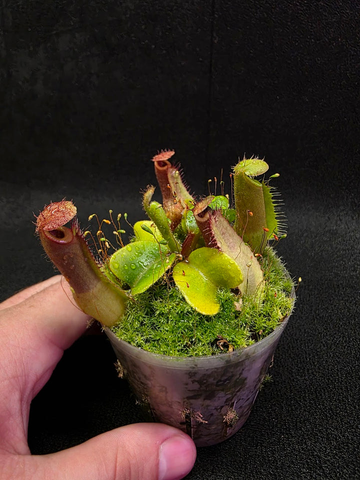 Nepenthes Truncata Red Flush F2 #09