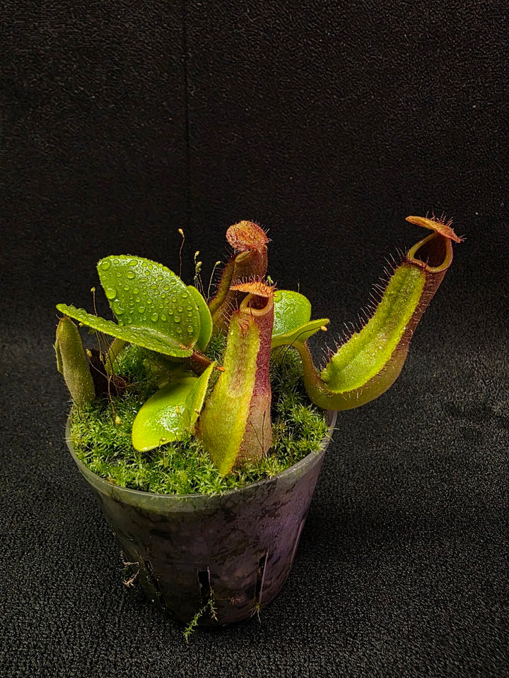 Nepenthes Truncata Red Flush F2 #11