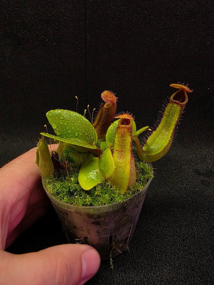 Nepenthes Truncata Red Flush F2 #11