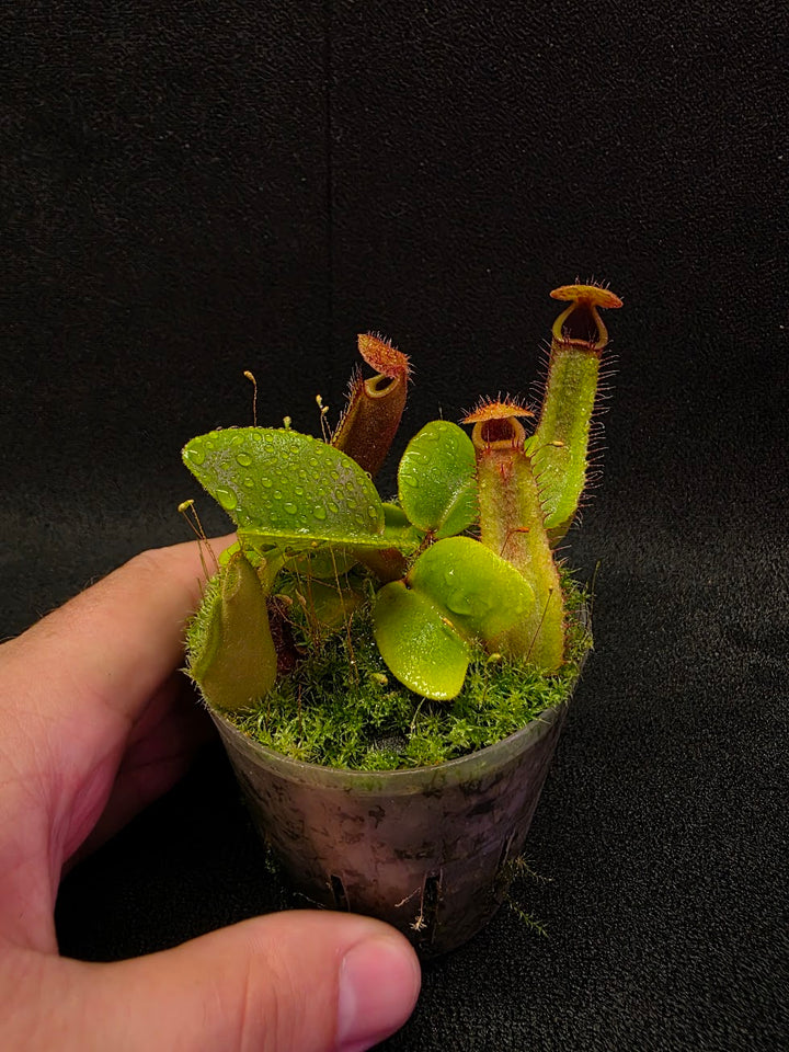 Nepenthes Truncata Red Flush F2 #11