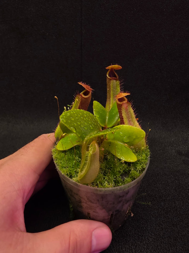 Nepenthes Truncata Red Flush F2 #11